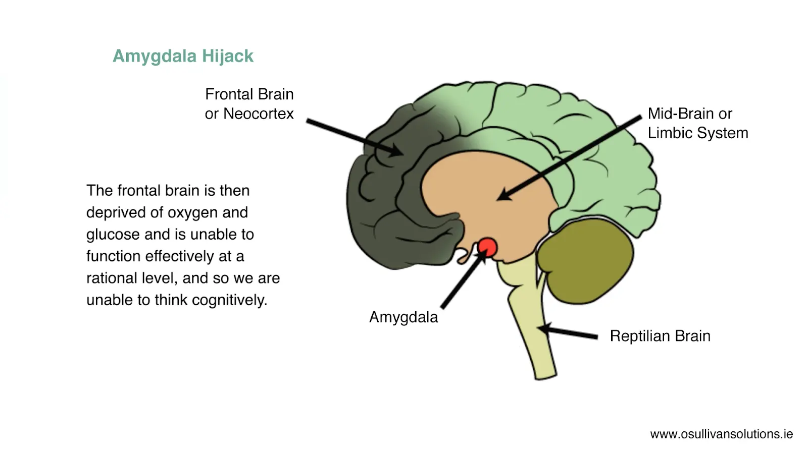 Amygdala frontal lobe